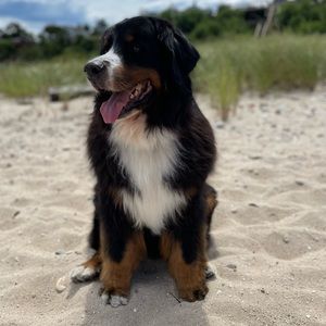 Meet your Posher, Chris